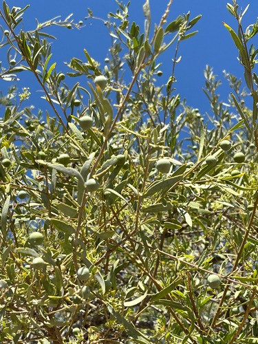 Shepherds tree