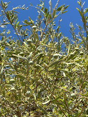 Boscia albitrunca, photograph (c) Dave U, some rights reserved (CC BY-SA)