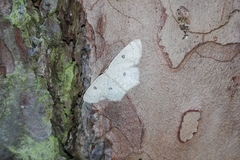 Cyclophora albipunctata