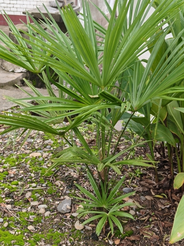 Chusan Palm