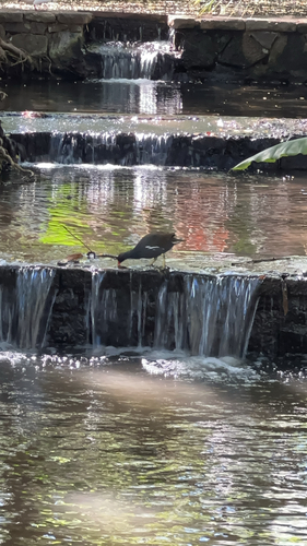 Eurasian Moorhen