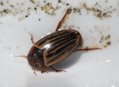 Agabus disintegratus