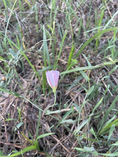field bindweed
