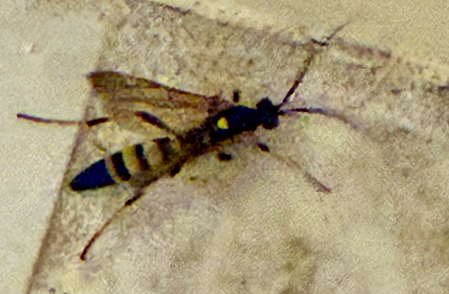Ichneumon annulatorius