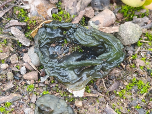 Star Jelly