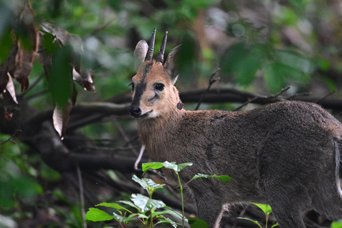 Bush Duiker