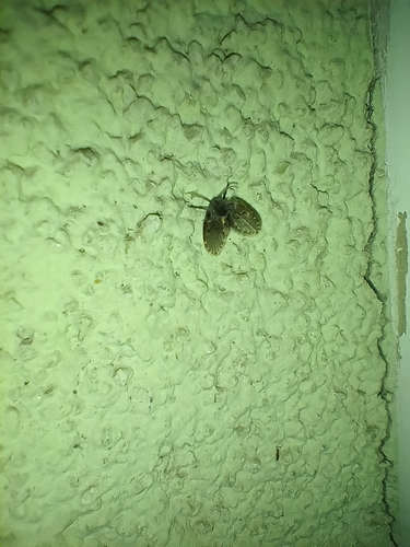 Bathroom Moth Fly