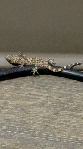Mediterranean House Gecko