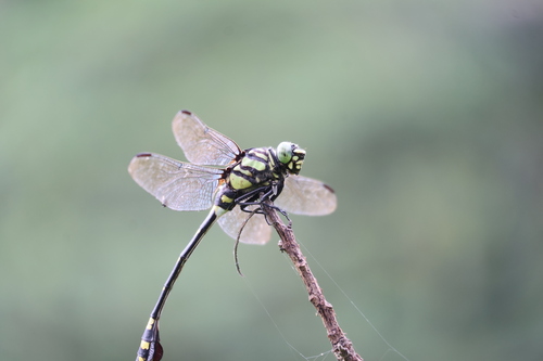 Indian Common Clubtail photo 3
