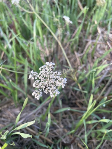wild carrot