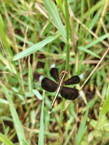 Pied Paddy Skimmer