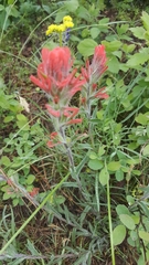 Castilleja hispida acuta