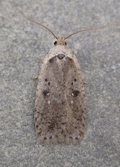 Agonopterix argillacea