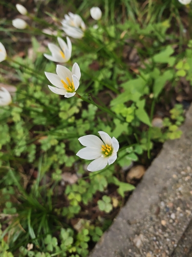 White rain-lily