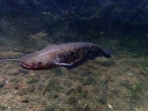 Wels Catfish