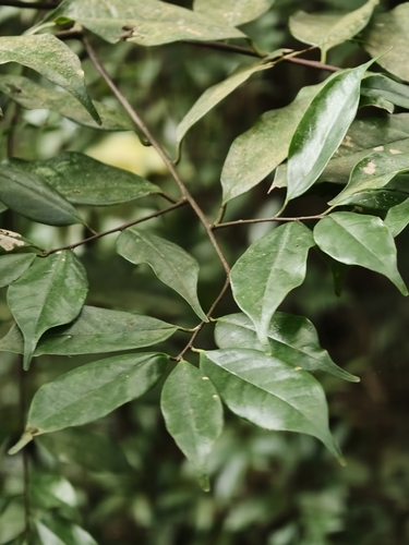Prunus phaeosticta observed 2026-09-18