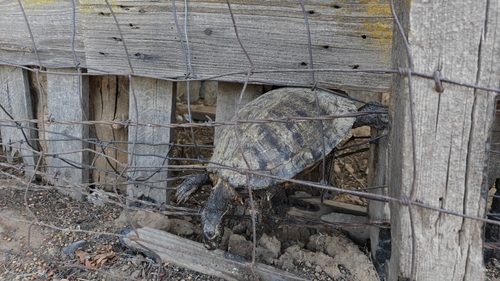 Red-eared Slider
