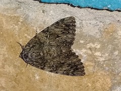 Catocala ilia-complex