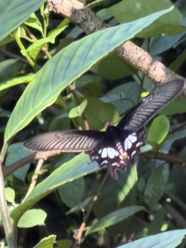Common Rose Swallowtail