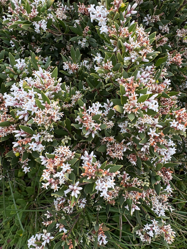 coastal beard-heath