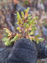 Selaginella wallacei, photograph (c) Barrett Coller Jr., some rights reserved (CC BY)