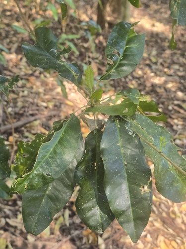 Sarcomelicope simplicifolia observed 2026-09-18