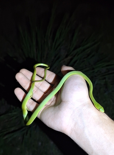 Rough Greensnake