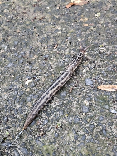 Leopard Slug
