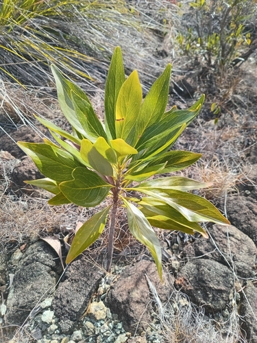 Grevillea meisneri observed 2026-09-18