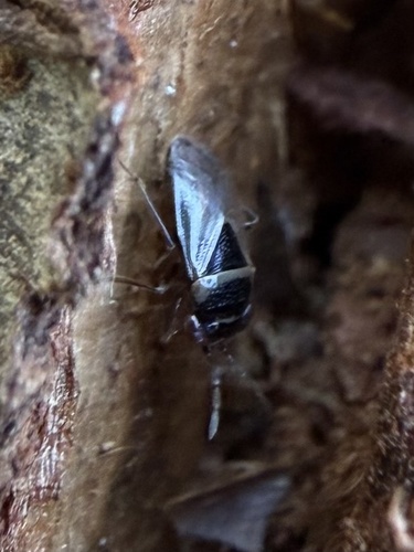Geocoris megacephalus
