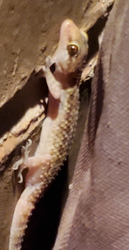 Mediterranean House Gecko