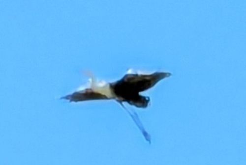 White-necked Heron