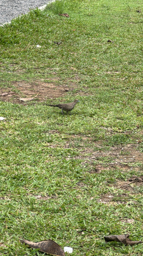 Zebra Dove