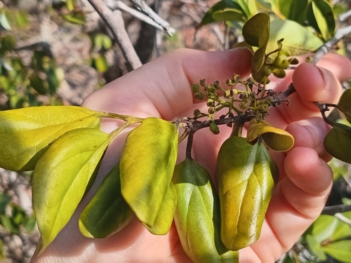 Tarenna observed 2026-09-18