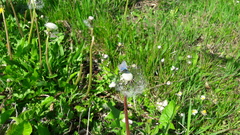 Pseudophilotes vicrama