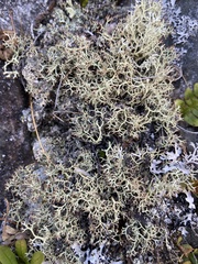 Cladonia amaurocraea