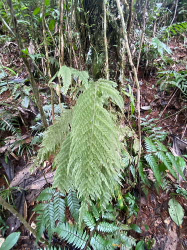 Crepidomanes aphlebioides observed 2026-09-18