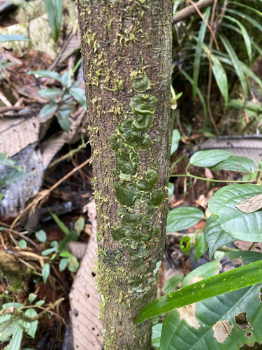 Didymoglossum tahitense observed 2026-09-18
