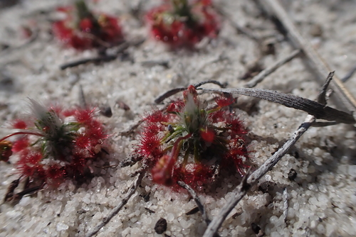 Drosera grievei