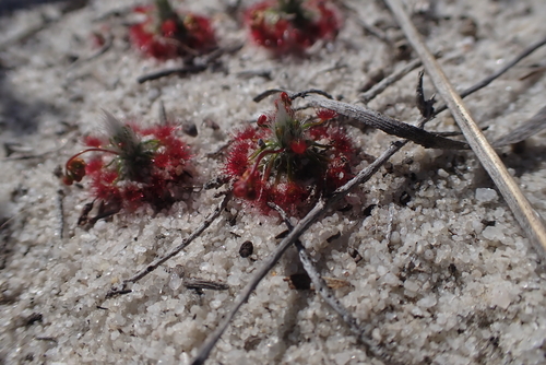 Drosera grievei
