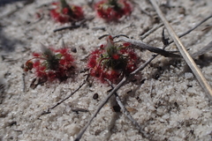 Drosera grievei