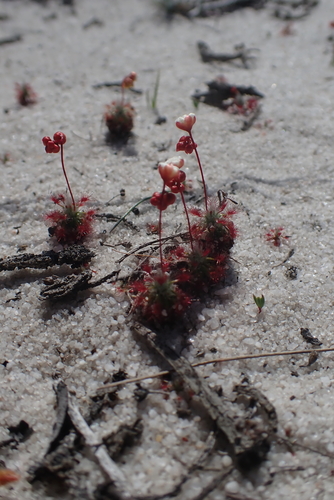 Drosera grievei