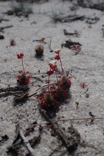 Drosera grievei