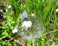 Pseudophilotes vicrama