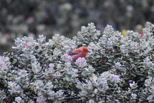 Himatione sanguinea observed 2026-09-15