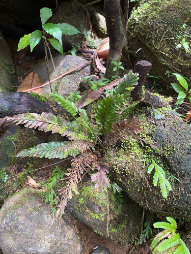 Cephalomanes atrovirens observed 2026-09-18
