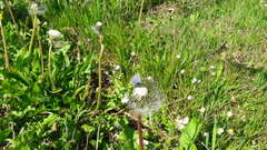 Pseudophilotes vicrama