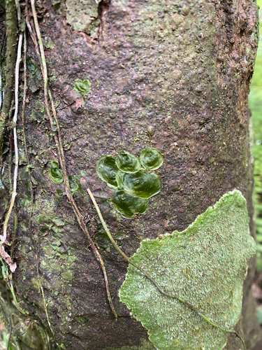 Didymoglossum tahitense observed 2026-09-18