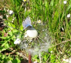 Pseudophilotes vicrama