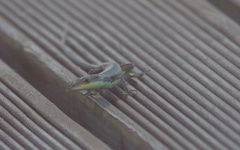 Emoia cyanogaster